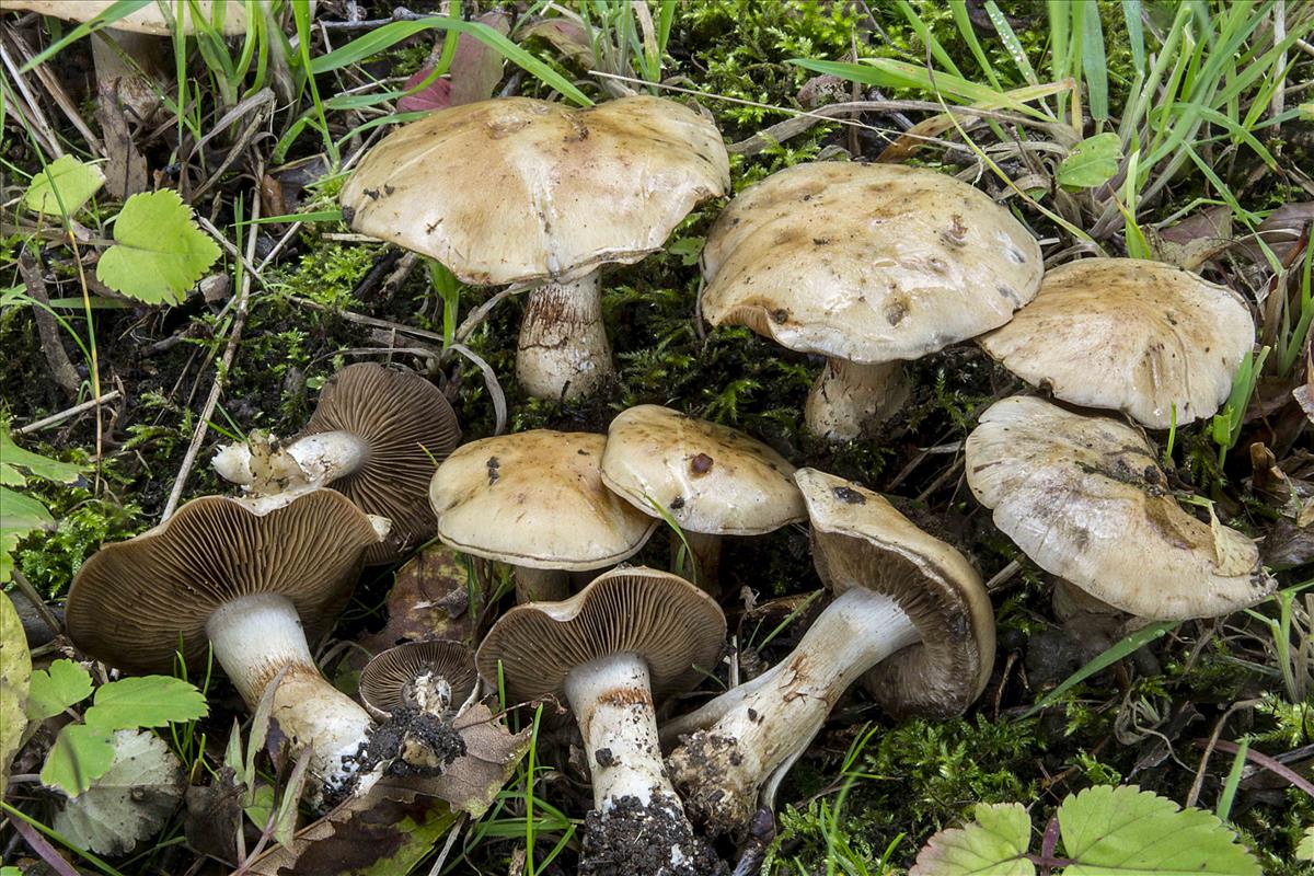 Cortinarius infractus (door Nico Dam)